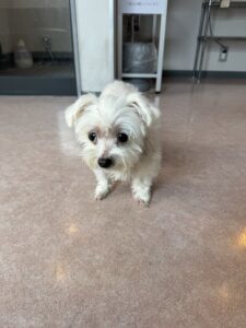 愛犬逝く(1)